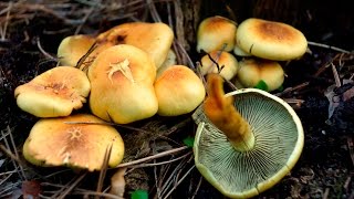 Ложноопёнок серножёлтый Hypholoma fasciculare [upl. by Airdnax955]