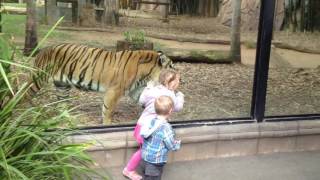 Kids Play PeekABoo With Tiger at Zoo [upl. by Daniella]