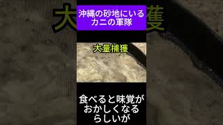 【大量発生】沖縄の砂地にいる１万匹のカニをとって料理してみたら 沖縄 生き物 潮干狩り [upl. by Hardner]