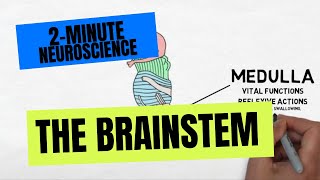 2Minute Neuroscience The Brainstem [upl. by Kraus]