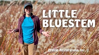 Little Bluestem Schizachyrium scoparium Native Plant Profile [upl. by Matthia57]