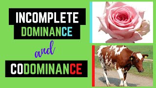 Incomplete Dominance and Codominance Non Mendelian Genetics [upl. by Halian]