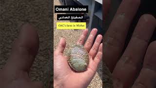 Experience excellence with our premium product Omani Abalone [upl. by Falk]