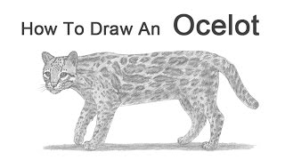 How to Draw an Ocelot [upl. by Ydniahs]