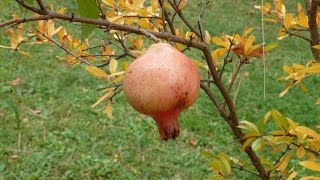 le grenadier commun punica granatum un arbre fruitier [upl. by Arrac]