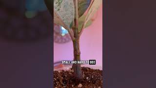 Cloning Paste on Ficus  1 week update plants houseplantclub houseplants ficusplant rubbertree [upl. by Aihsyn70]