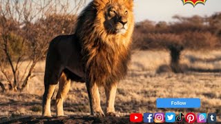 الأسد Panthera leo هو أحد أكبر وأقوى الحيوانات المفترسة في العالم معلومات 🦁 على الأسد [upl. by Ameerak]