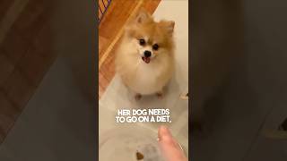 This dog reaction to a diet is too hilarious 😂 [upl. by Ciapha]