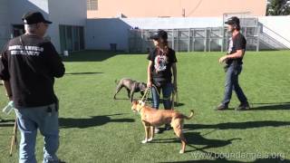 Dog to Dog Interaction and Corrections Bound Angels University [upl. by Eelrahc]