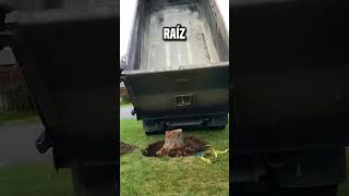 ¿Cómo poner en común esta parte de la raíz de un árbol😮 shortsvideo [upl. by Latreese204]