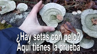 Trametes pubescens Identificación [upl. by Lybis]