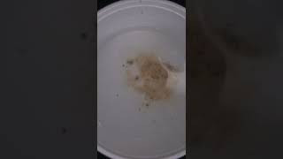 What is inside The SILICA GEL  silica gel experiment shorts [upl. by Sid44]