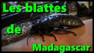 Les blattes de Madagascar  Nouveau terra [upl. by Attiuqal]