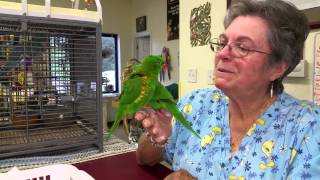 LNB Scaly Breasted Lorikeets [upl. by Munro32]