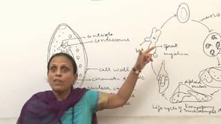 SaccharomycesBSc MSc Lecture by Dr Anupama Goyal [upl. by Nahtam]