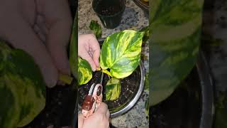 Propagating pothos cuttings in soil plants houseplants hobby plantitas pothosplant november [upl. by Neiman17]