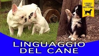 LINGUAGGIO DEL CANE trailer documentario [upl. by Acinnad]