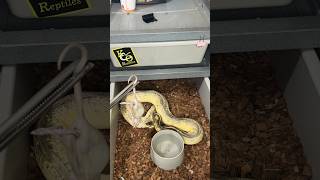 Sandblast ball python Girl loading up on rats [upl. by Inattirb]