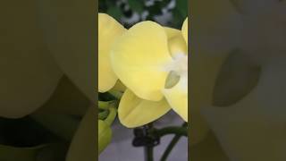 Just use once a month and any orchid will be beautifulorchids plants farmingdiy shorts [upl. by Iron]