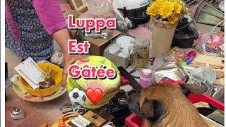 Luppa a la brocante aujourdhui a eu encore un beau ballon 😁❤️foryou pourtoi [upl. by Kenrick]