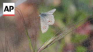 Newly released butterflies in San Francisco to revive extinct species [upl. by Ainotal81]