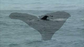 Whale watch Kaikoura New Zealand [upl. by Limay414]