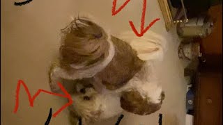 This two Shih tzu fighting jiu jitsu style [upl. by Aseela]