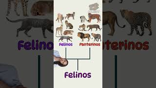 ¿Un león es felino o es un panterino ciencia taxonomia zoologia biologia felinos felidae [upl. by Melan]