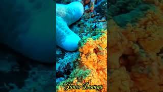 bigseastarschoriastergranulatusanimaliaechinodermataasteroideavideographymoalboalcebu🇵🇭 [upl. by Eesak]