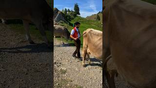 Start of the cattle drive in the Swiss Alps  Alpabzug Appenzellerland 🇨🇭🐄 ⛰️ ☀️ [upl. by Nerrak]