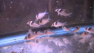 Corydoras virginiae schooling [upl. by Leacock16]