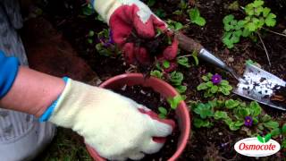 Garden Tutorial How To Reseed Hellebore Plants [upl. by Nazler]