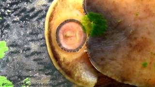 Nerite Snails Ferociously Eating Algae [upl. by Beora]