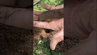 Metal Detecting Harmonica Reed 1800 Silver Coins Relics Toy Farm Western NY metaldetecting shorts [upl. by Nyrhtac]