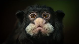 Moustached Tamarin—Looks like a model for quotGot milkquot ads [upl. by Nekcarb]