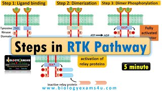 Receptor Tyrosine Kinase pathway Steps in RTK signaling pathway [upl. by Cammi]