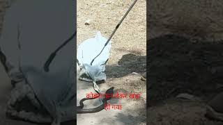 wildlife ‎Bapi da Snake Expert ‎vishal snake saver ‎Snake Rescue Muzaffarpur suggestedvideo [upl. by Lin]