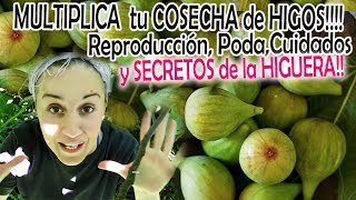 Como MULTIPLICAR tu COSECHA de HIGOS Reproducción Poda Cuidados Y SECRETOS de la HIGUERA [upl. by Inalan512]