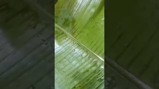 കിഴി പൊറോട്ടവാഴഇലയിൽ പൊതിഞ്ഞത് vairalvideo food keralafoodblog lideas keralafood coconut [upl. by Sheeb]