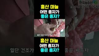 한국농수산TV 홍산 마늘 어떤 종자가 좋은 종자 [upl. by Jeffers]