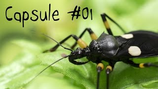 Capsule 01  Questce quun insecte [upl. by Nevada]