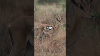 Gerenuk  The Standing Antelope [upl. by Aropizt880]