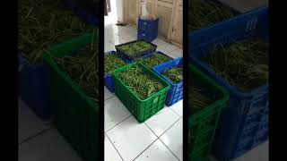 Lembang memang bikin tenangP4S Lembang agripelatihan pertanian magang lembang [upl. by Aneertak]