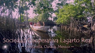 Rebuilding a mangrove swamp in La Ventanilla Oaxaca Mexico English subtitles [upl. by Sylas]