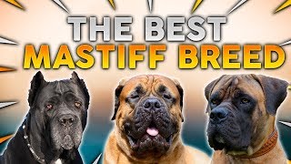 The BEST MASTIFF Dog Breed For First Time Owners [upl. by Chas]