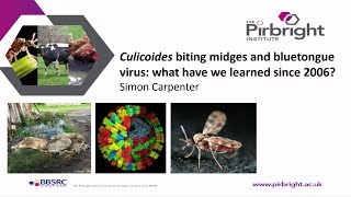 Culicoides biting midges and bluetongue virus transmission What have we learnt since 2006 [upl. by Anyzratak]