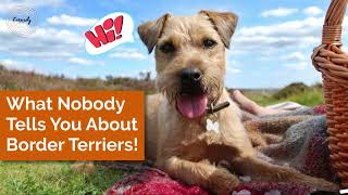 What Nobody Tells You About Border Terriers borderterrier [upl. by Glassman]