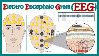 Electroencephalography EEG  How EEG test works  What conditions can an EEG diagnose  Animated [upl. by Wallack]