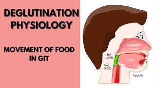 Deglutination physiology notes Mastication and Deglutination [upl. by Sonitnatsnok]