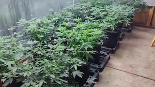 Defoliation and cleaning plants Getting ready for flower Indoor marijuana Shed grow ILGM 51624 [upl. by Arocahs]